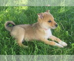 Small #1 Australian Kelpie-Golden Retriever Mix