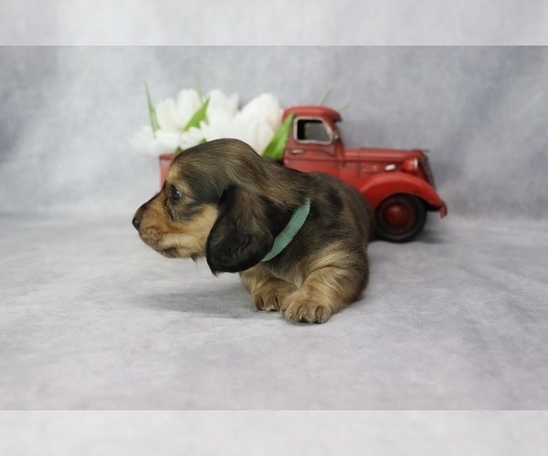 Medium Photo #3 Dachshund Puppy For Sale in BRADFORD, TN, USA