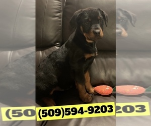 Rottweiler Puppy for sale in WAPATO, WA, USA