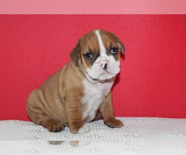 Medium Photo #7 Bulldog Puppy For Sale in HIALEAH, FL, USA