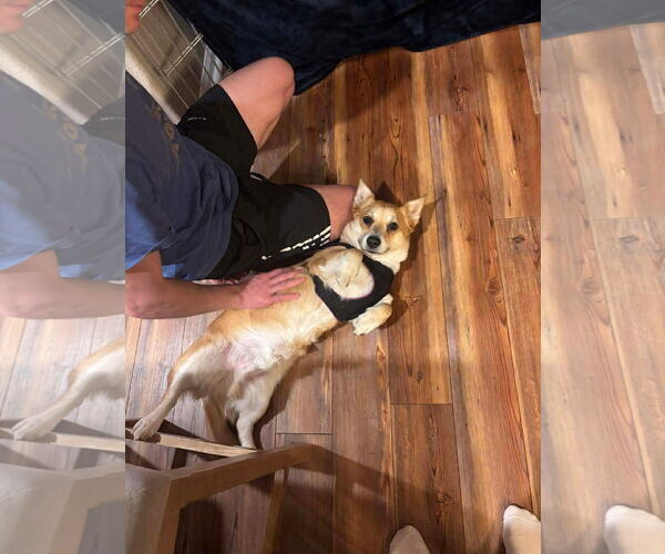 Medium Photo #6 Mutt Puppy For Sale in Denver , CO, USA