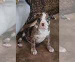 Small Mutt