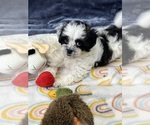 Small Photo #5 Zuchon Puppy For Sale in SILEX, MO, USA
