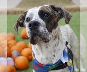 Boxapoint Dogs for adoption in San Antonio, TX, USA