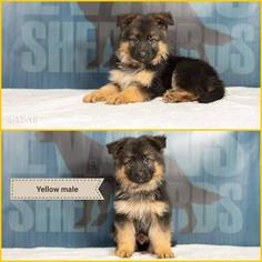 German Shepherd Dog Puppy for sale in POTLATCH, ID, USA