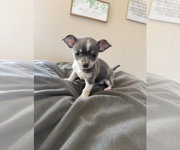 Medium Photo #6 Chihuahua Puppy For Sale in MARCUS, IA, USA