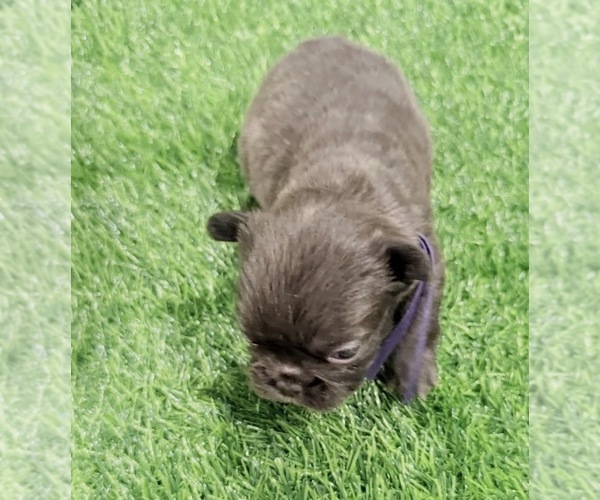Medium Photo #14 French Bulldog Puppy For Sale in PORTSMOUTH, VA, USA