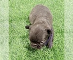Small Photo #14 French Bulldog Puppy For Sale in PORTSMOUTH, VA, USA