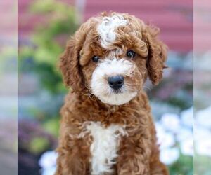 Poodle (Miniature) Puppy for sale in LITITZ, PA, USA