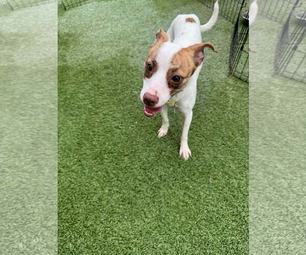 Medium Photo #7 Jack Chi Puppy For Sale in Tempe , AZ, USA