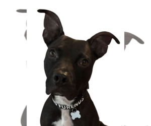 Labrador Retriever-Unknown Mix Dogs for adoption in Rockville, MD, USA