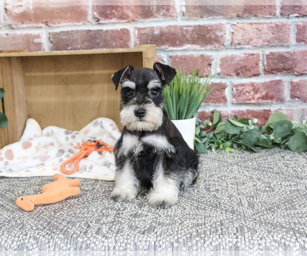 Medium Photo #5 Schnauzer (Miniature) Puppy For Sale in SYRACUSE, IN, USA