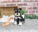 Small #4 Schnauzer (Miniature)