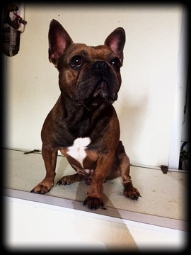 Medium Photo #1 French Bulldog Puppy For Sale in STURGEON, MO, USA