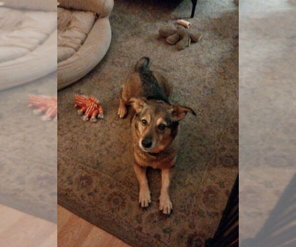 Medium Photo #4 German Shepherd Dog-Pembroke Welsh Corgi Mix Puppy For Sale in Newnan, GA, USA