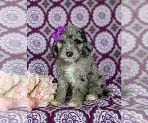Aussiedoodle Miniature  Puppy for sale in OXFORD, PA, USA
