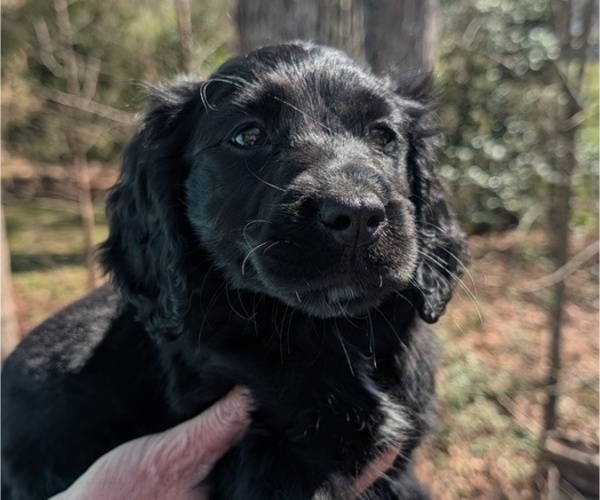 Medium Photo #66 Boykin Spaniel-Goldendoodle Mix Puppy For Sale in MORGANTON, NC, USA