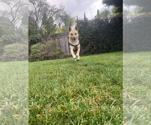 Medium Photo #3 Carolina Dog-Unknown Mix Puppy For Sale in San Jose, CA, USA