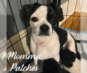 Boston Terrier-Unknown Mix Dogs for adoption in Grafton, WI, USA