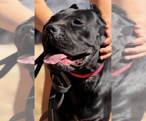 Mutt Dogs for adoption in Goodyear, AZ, USA