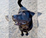 Small #9 Labrador Retriever Mix