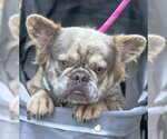 Small #1 French Bulldog