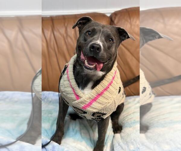 Medium Photo #19 American Pit Bull Terrier Puppy For Sale in Spring Lake, NJ, USA