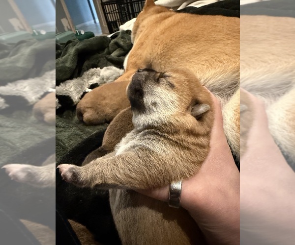 Medium Photo #1 Shiba Inu Puppy For Sale in ZIONSVILLE, IN, USA