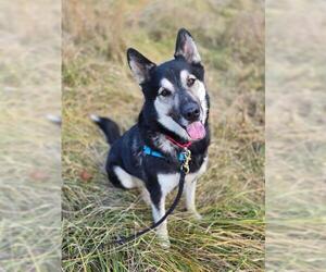 Norwegian Elkhound-Unknown Mix Dogs for adoption in Waterford, VA, USA