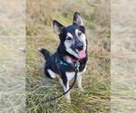 Small Norwegian Elkhound Mix