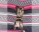Small #2 French Bulldog