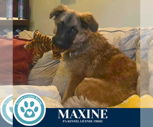 Mutt Dogs for adoption in Kimberton, PA, USA