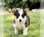 Small #2 Pembroke Welsh Corgi