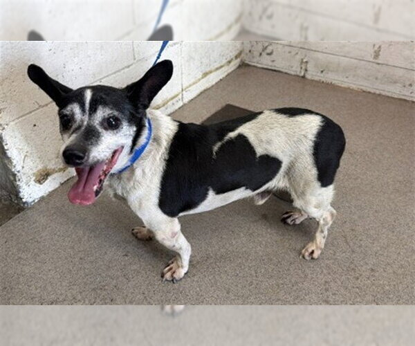 Medium Photo #1 Chihuahua Puppy For Sale in San Bernardino, CA, USA