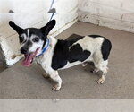 Small Chihuahua