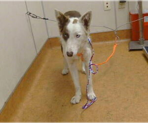 Border Collie Dogs for adoption in Sacramento, CA, USA