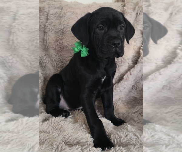 Medium Photo #10 Cane Corso Puppy For Sale in MINERAL WELLS, WV, USA