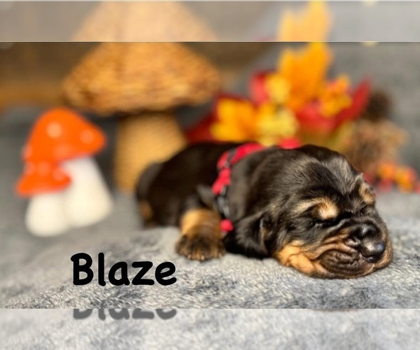 Medium Photo #2 Bloodhound Puppy For Sale in MOUNT AIRY, MD, USA