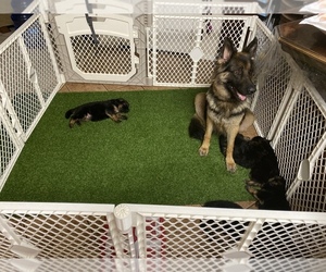 Father of the German Shepherd Dog puppies born on 03/21/2021