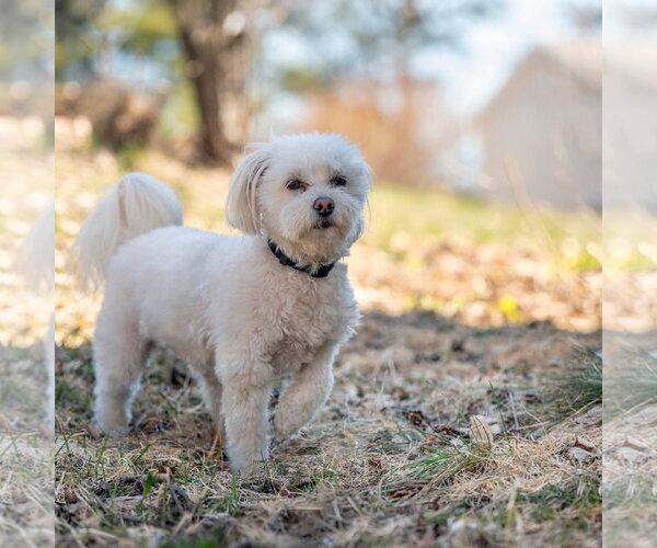 Medium Photo #2 Poodle (Toy)-Unknown Mix Puppy For Sale in Caribou, ME, USA