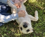JuJuBee - Female Anatolian Pyrenees Puppy for Sale - Photo #6