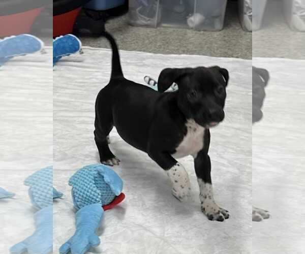Medium Photo #4 American Boston Bull Terrier Puppy For Sale in Mechanicsburg, PA, USA
