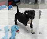 Small #3 American Boston Bull Terrier