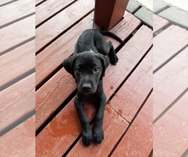 Medium Photo #1 --Labrador Retriever Mix Puppy For Sale in MARIETTA, GA, USA