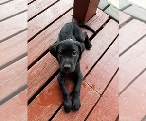 Medium --Labrador Retriever Mix