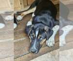 Small #1 German Shepherd Dog Mix