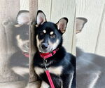 Small #5 Siberian Husky Mix