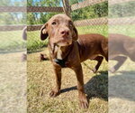 Small Photo #4 Labrador Retriever-Unknown Mix Puppy For Sale in Tarrytown, GA, USA