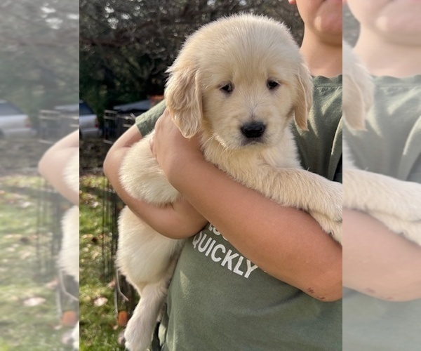 Medium Photo #3 Golden Retriever Puppy For Sale in CLOVERDALE, CA, USA