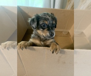 Medium German Hunting Terrier-Lowchen Mix